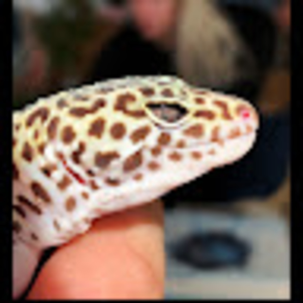 Meet your Posher, Milan